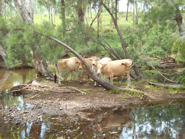 Cattle stay cool on this little island