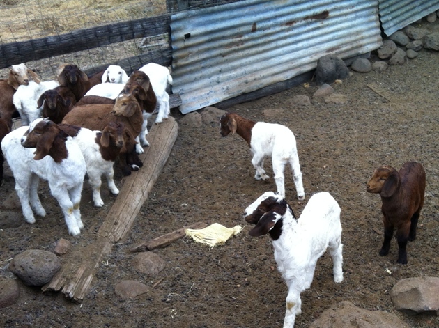Depending on the time of year, you may see kiddy goats