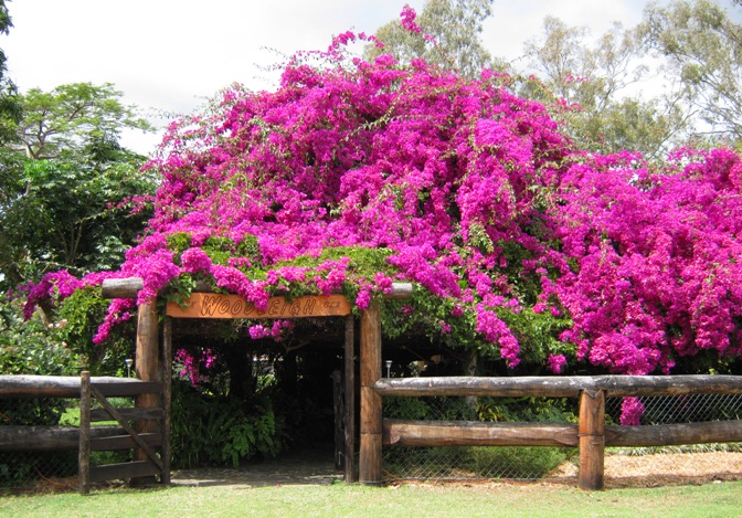 Woodleigh gate surrounded by purple bougainvillea