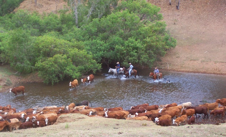 If you're lucky, you may see us mustering