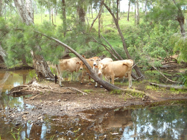Cattle on an island