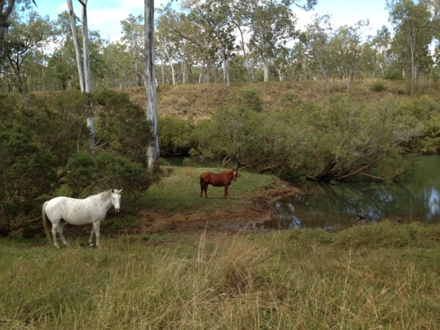 You may see cattle and horses while camping
